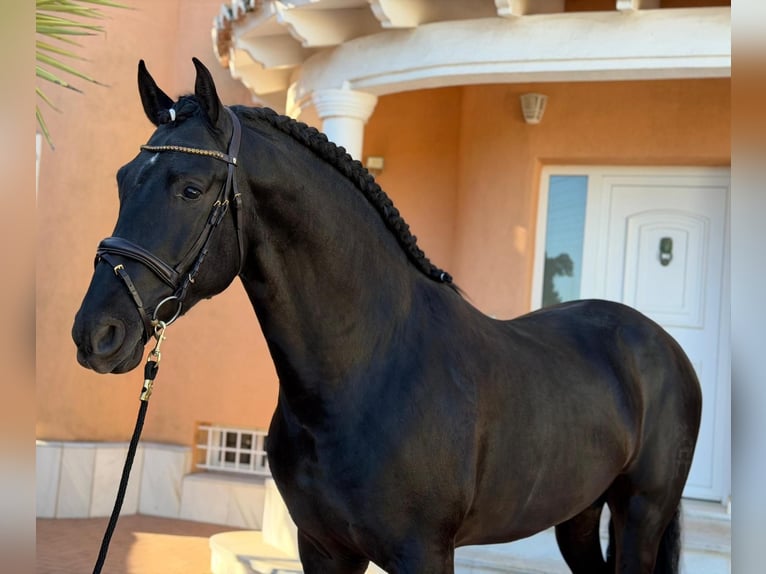 PRE Stallion 4 years 16.1 hh Black in Els Poblets