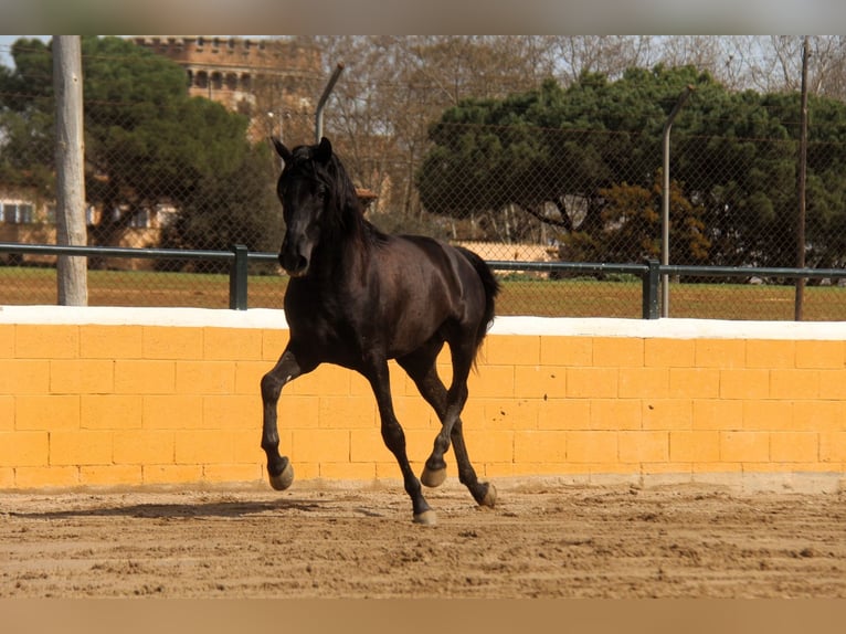PRE Stallion 4 years 16.1 hh Black in Hamburg
