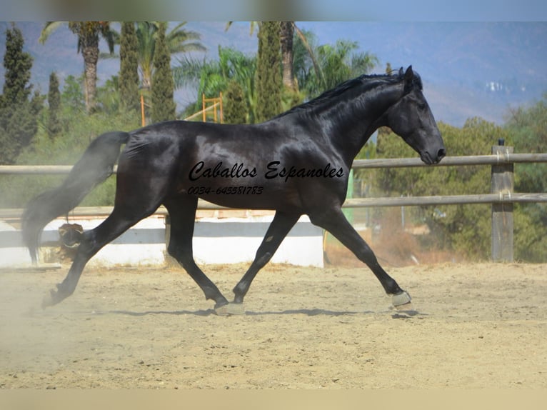 PRE Stallion 4 years 16,1 hh Black in Vejer de la Frontera