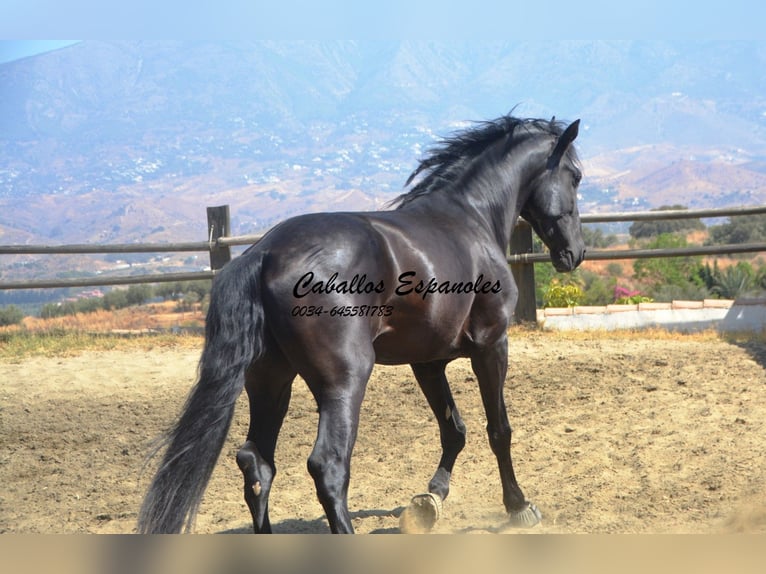 PRE Stallion 4 years 16,1 hh Black in Vejer de la Frontera