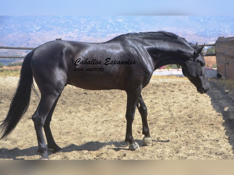 PRE Stallion 4 years 16,1 hh Black in Vejer de la Frontera