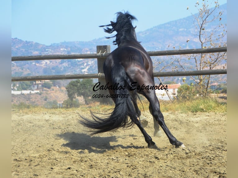 PRE Stallion 4 years 16,1 hh Black in Vejer de la Frontera