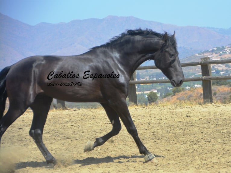 PRE Stallion 4 years 16,1 hh Black in Vejer de la Frontera