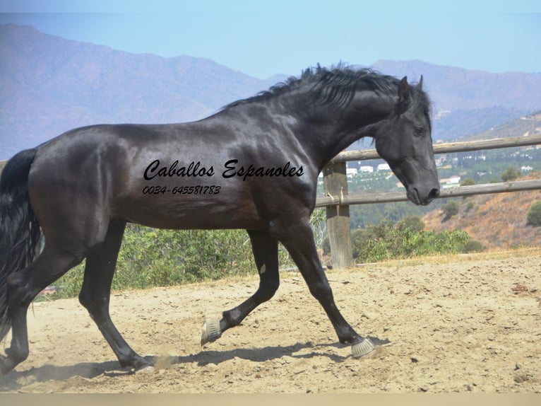 PRE Stallion 4 years 16,1 hh Black in Vejer de la Frontera