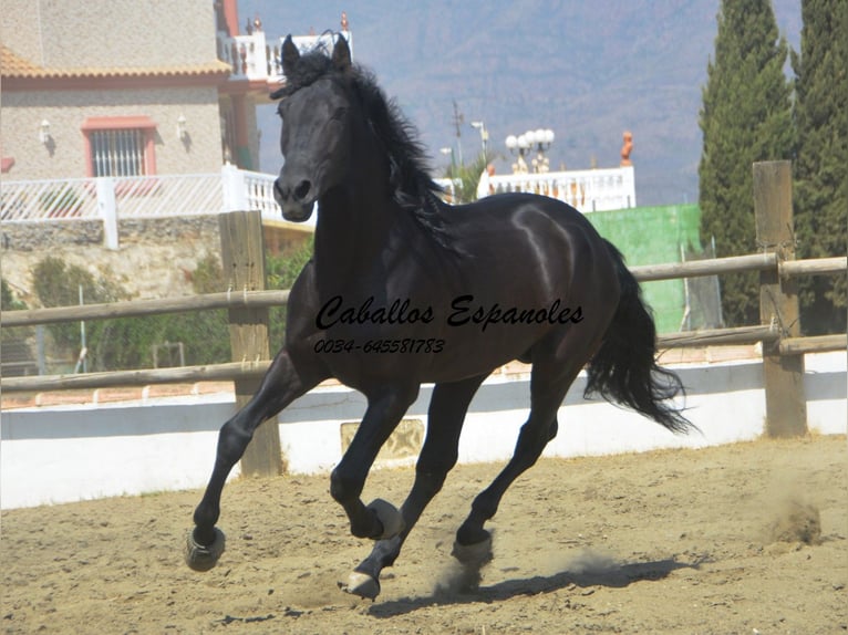 PRE Stallion 4 years 16,1 hh Black in Vejer de la Frontera