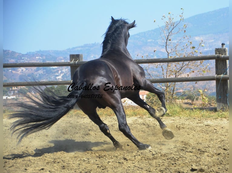 PRE Stallion 4 years 16,1 hh Black in Vejer de la Frontera