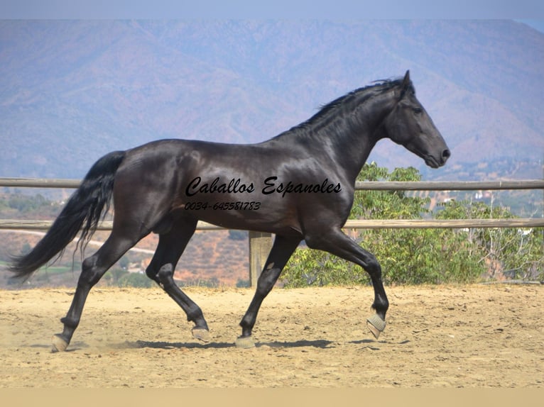 PRE Stallion 4 years 16,1 hh Black in Vejer de la Frontera