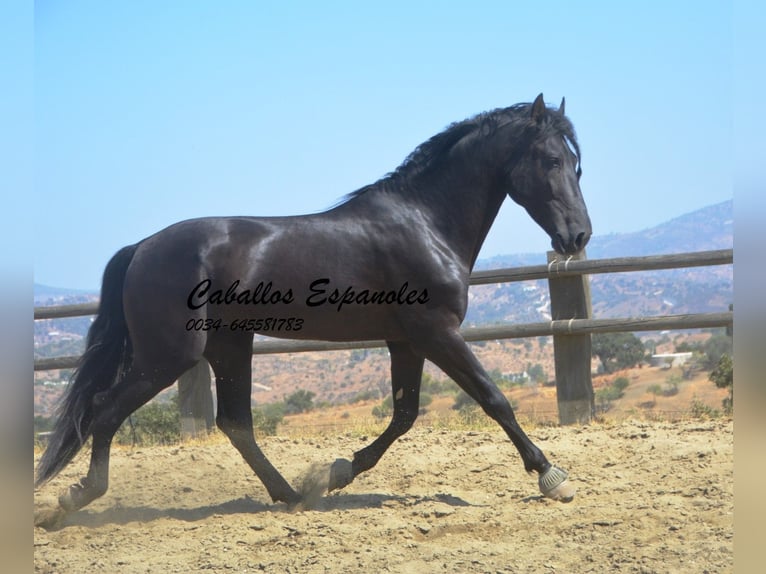 PRE Stallion 4 years 16,1 hh Black in Vejer de la Frontera