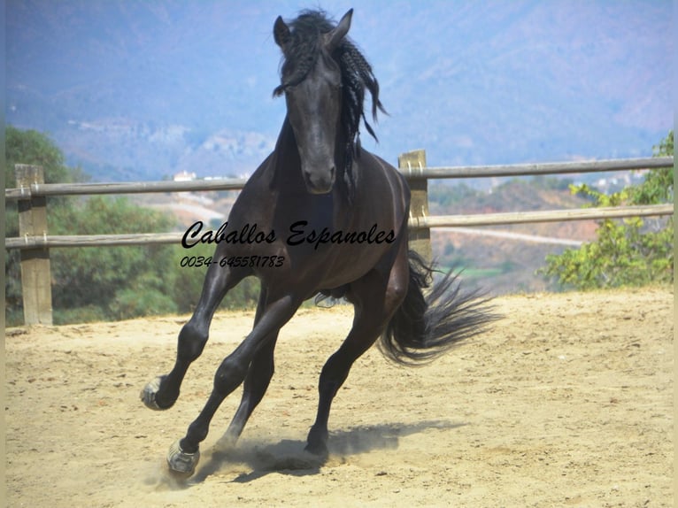 PRE Stallion 4 years 16,1 hh Black in Vejer de la Frontera