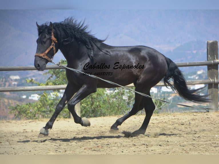 PRE Stallion 4 years 16,1 hh Black in Vejer de la Frontera