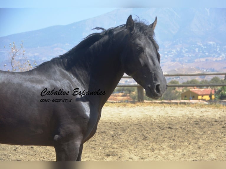 PRE Stallion 4 years 16,1 hh Black in Vejer de la Frontera