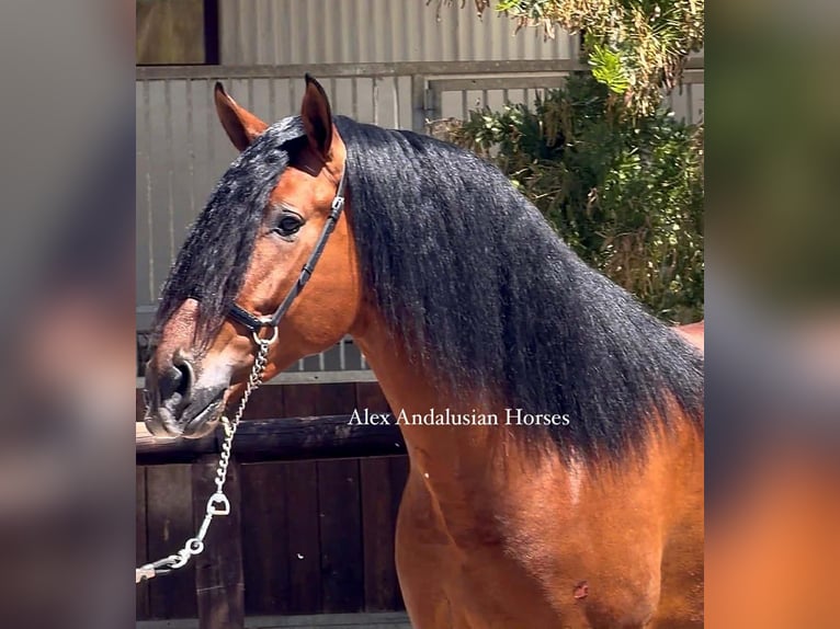 PRE Mix Stallion 4 years 16.1 hh Brown in Sevilla