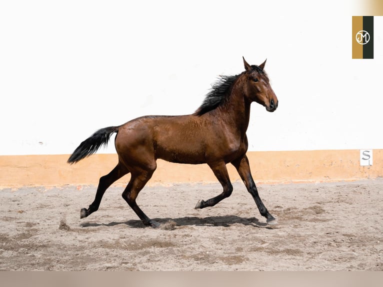 PRE Stallion 4 years 16,1 hh Brown in Albacete, Spain