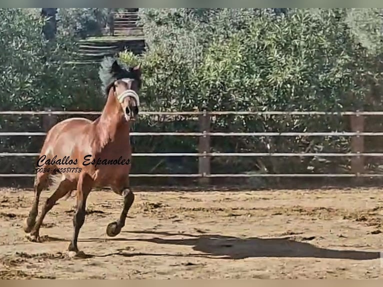 PRE Stallion 4 years 16.1 hh Brown in vejer de la frontera