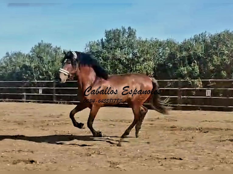 PRE Stallion 4 years 16.1 hh Brown in vejer de la frontera