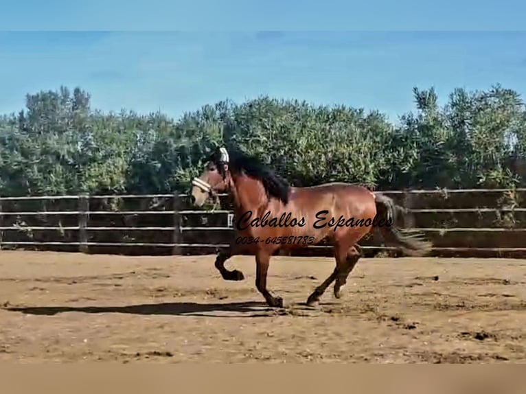 PRE Stallion 4 years 16.1 hh Brown in vejer de la frontera