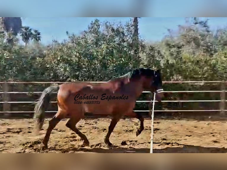 PRE Stallion 4 years 16.1 hh Brown in vejer de la frontera