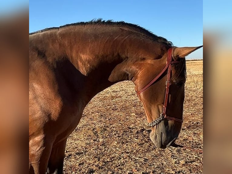 PRE Stallion 4 years 16.1 hh Brown in Navahermosa