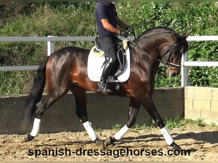 PRE Mix Stallion 4 years 16,1 hh Brown in Barcelona