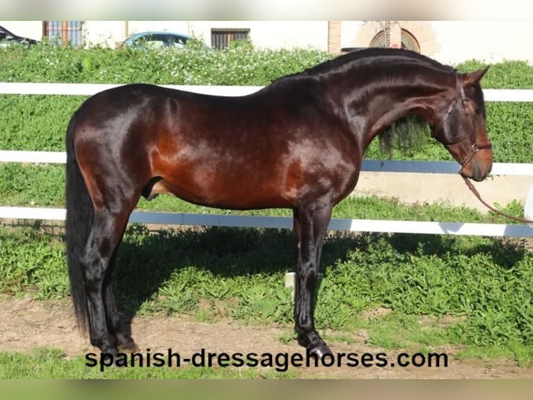 PRE Mix Stallion 4 years 16,1 hh Brown in Barcelona