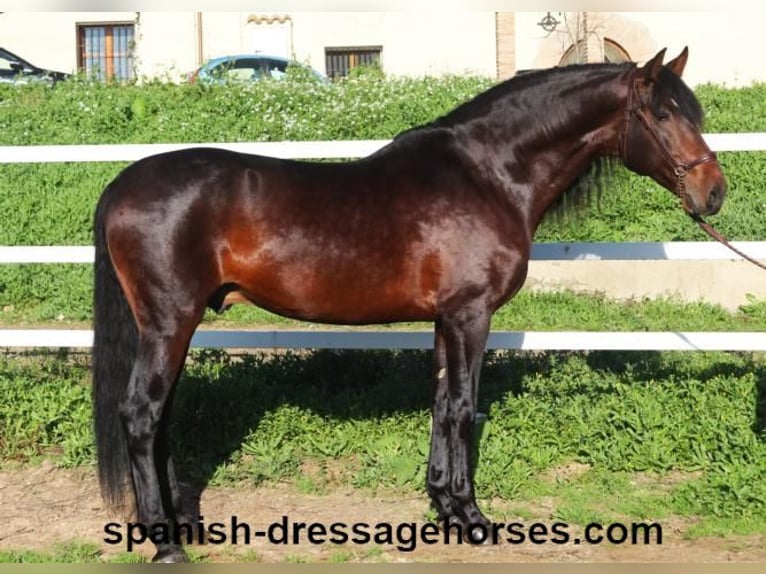 PRE Mix Stallion 4 years 16,1 hh Brown in Barcelona