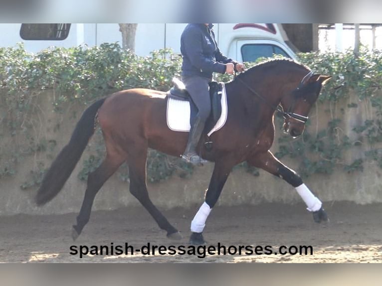 PRE Mix Stallion 4 years 16,1 hh Brown in Barcelona