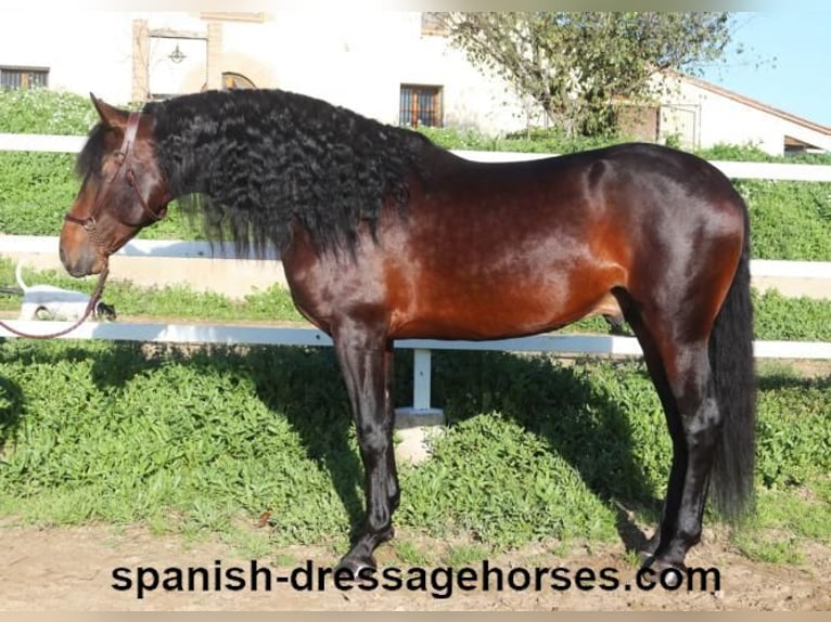 PRE Mix Stallion 4 years 16,1 hh Brown in Barcelona