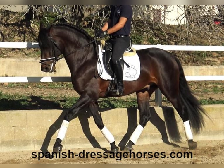 PRE Mix Stallion 4 years 16,1 hh Brown in Barcelona