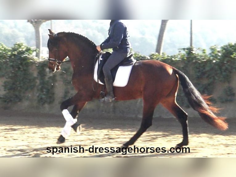 PRE Mix Stallion 4 years 16,1 hh Brown in Barcelona