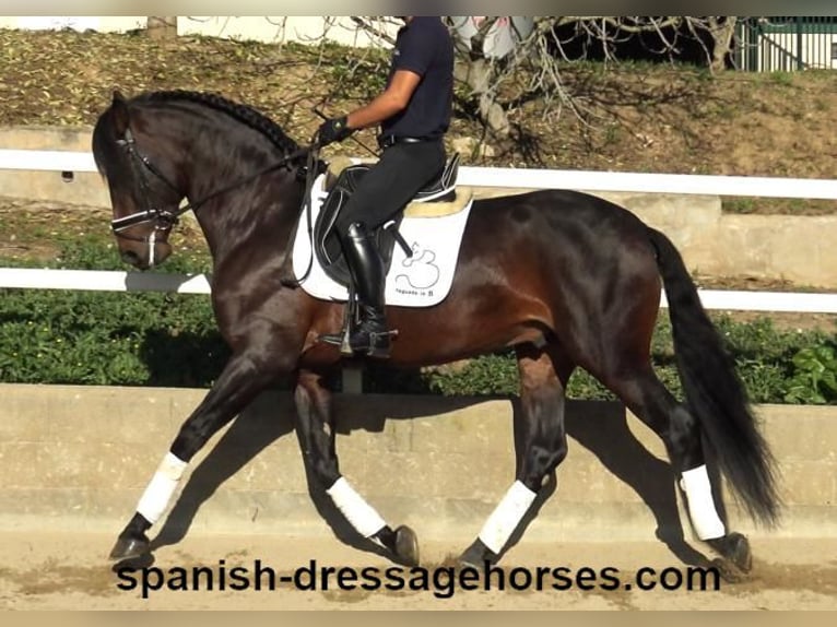 PRE Mix Stallion 4 years 16,1 hh Brown in Barcelona