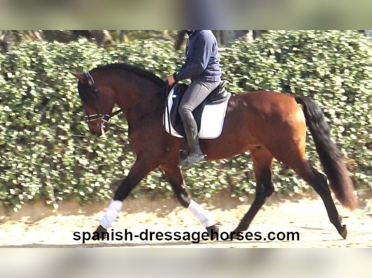 PRE Mix Stallion 4 years 16,1 hh Brown in Barcelona