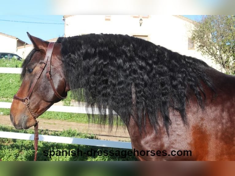 PRE Mix Stallion 4 years 16,1 hh Brown in Barcelona