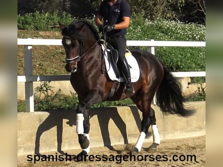 PRE Mix Stallion 4 years 16,1 hh Brown in Barcelona