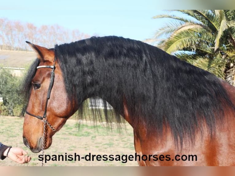 PRE Mix Stallion 4 years 16,1 hh Brown in Barcelona