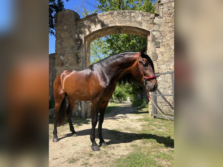 PRE Mix Stallion 4 years 16.1 hh Brown in Valldoriolf (Vilanova Del Valles)