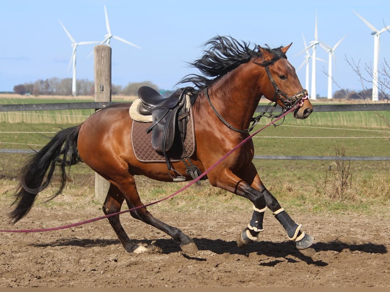 PRE Stallion 4 years 16.1 hh Brown in Wremen