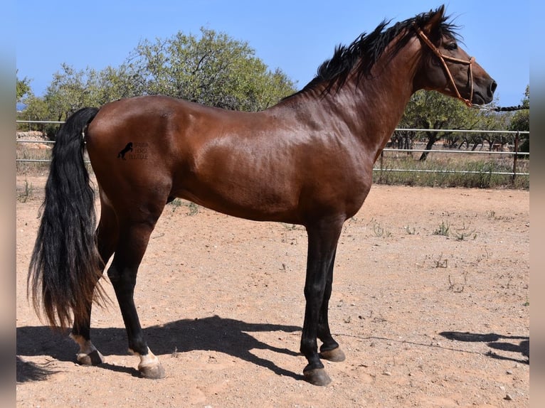 PRE Stallion 4 years 16,1 hh Brown in Mallorca