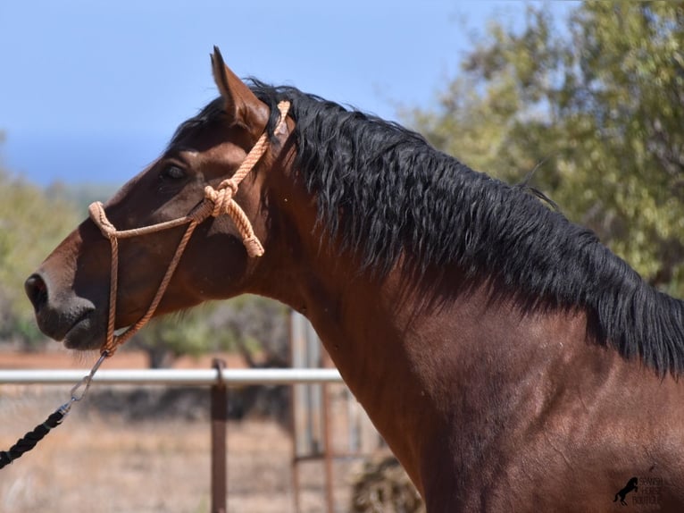 PRE Stallion 4 years 16,1 hh Brown in Mallorca