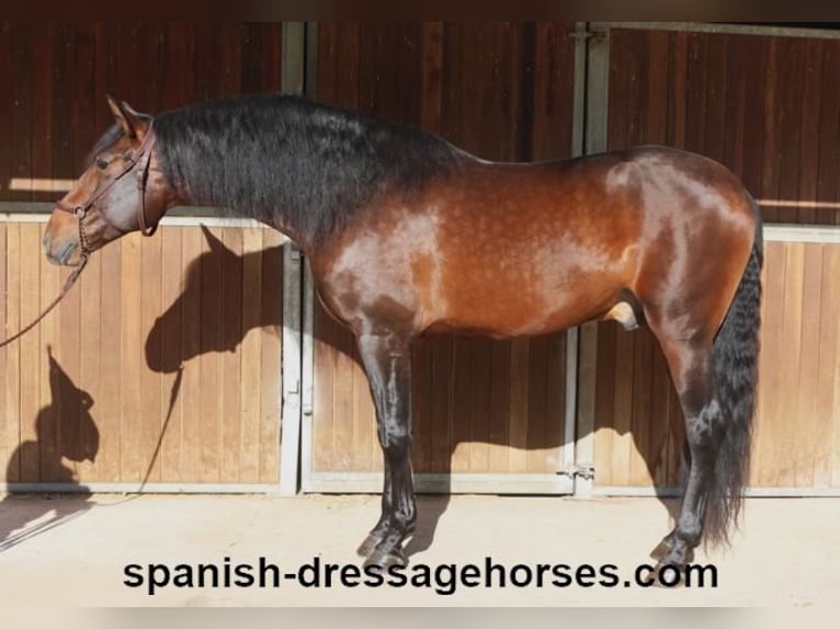 PRE Mix Stallion 4 years 16,1 hh Brown in Barcelona