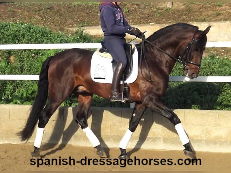 PRE Mix Stallion 4 years 16,1 hh Brown in Barcelona