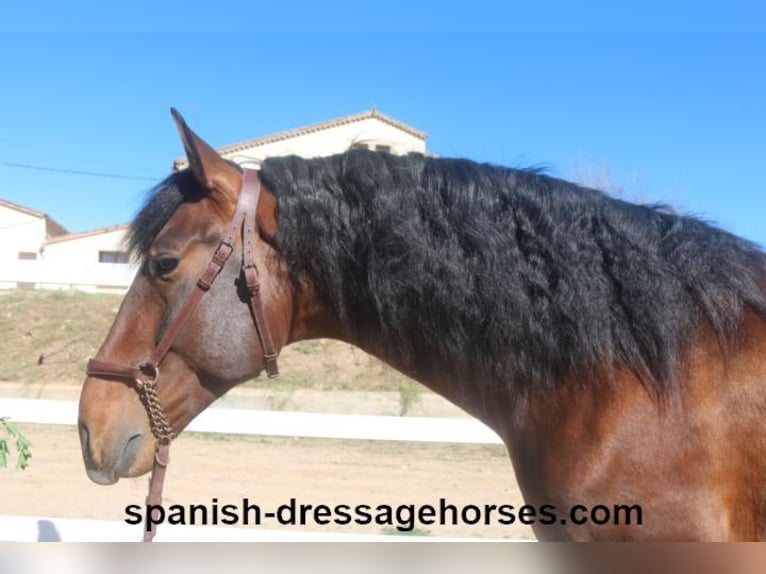 PRE Mix Stallion 4 years 16,1 hh Brown in Barcelona