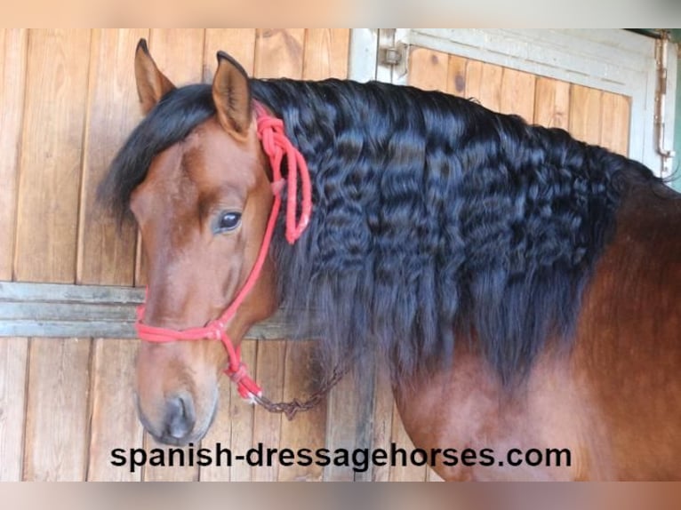 PRE Mix Stallion 4 years 16,1 hh Brown in Barcelona