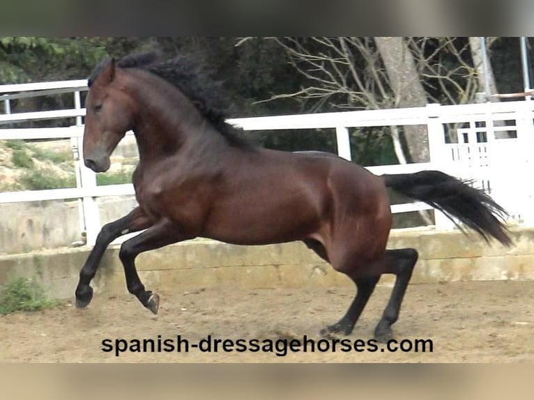 PRE Mix Stallion 4 years 16,1 hh Brown in Barcelona