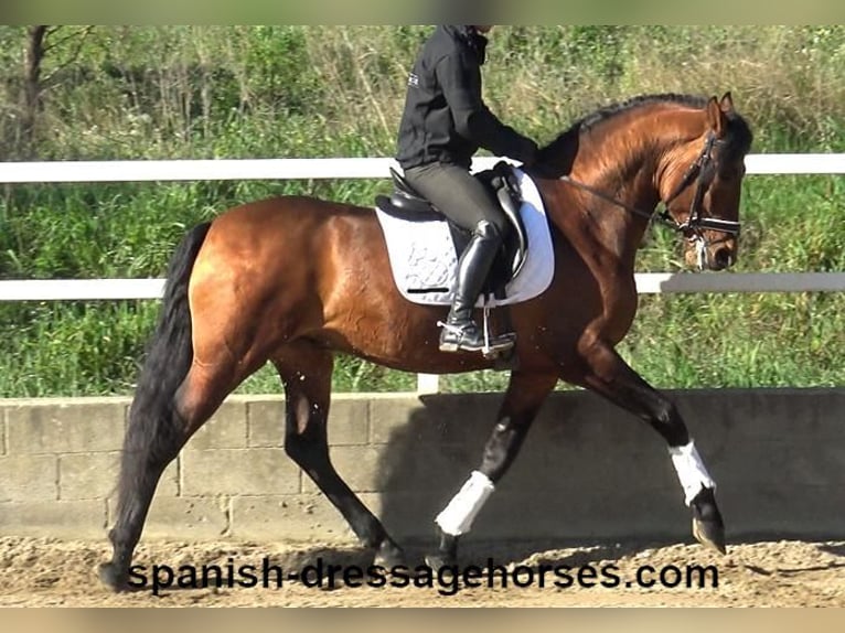 PRE Mix Stallion 4 years 16,1 hh Brown in Barcelona