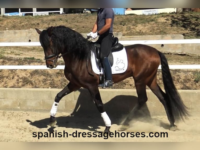 PRE Mix Stallion 4 years 16,1 hh Brown in Barcelona