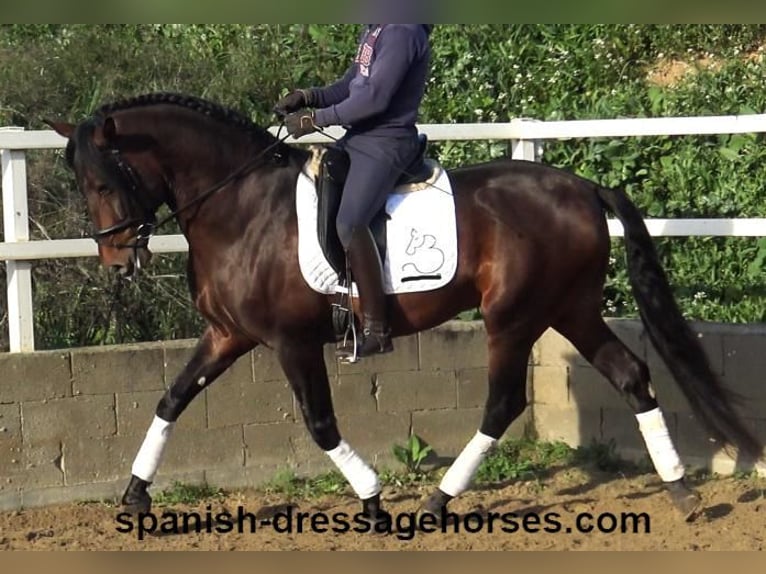 PRE Mix Stallion 4 years 16,1 hh Brown in Barcelona