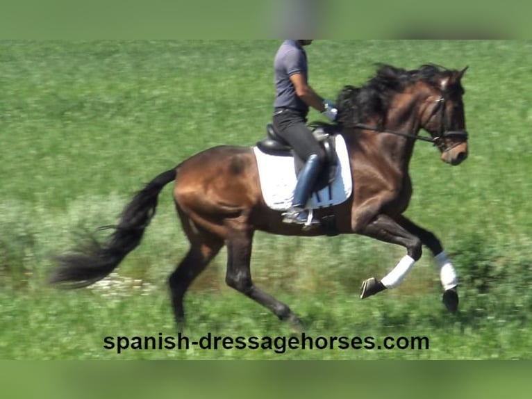 PRE Mix Stallion 4 years 16,1 hh Brown in Barcelona