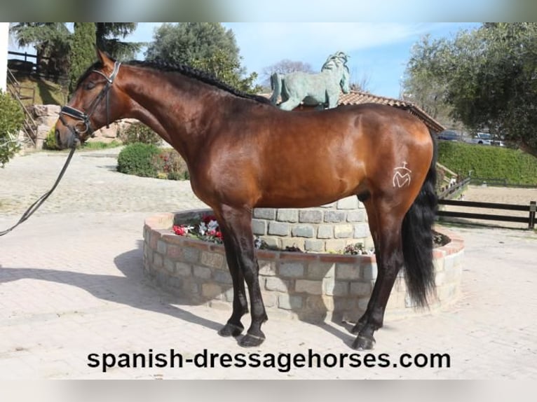 PRE Mix Stallion 4 years 16,1 hh Brown in Barcelona