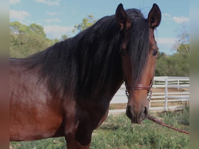 PRE Mix Stallion 4 years 16,1 hh Brown in Barcelona