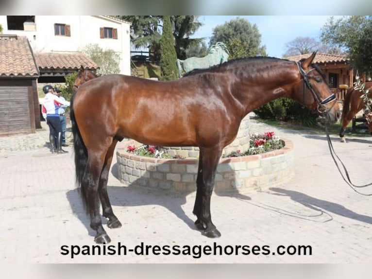 PRE Mix Stallion 4 years 16,1 hh Brown in Barcelona